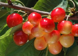 Prunus avium Vega / Vega Cseresznye 